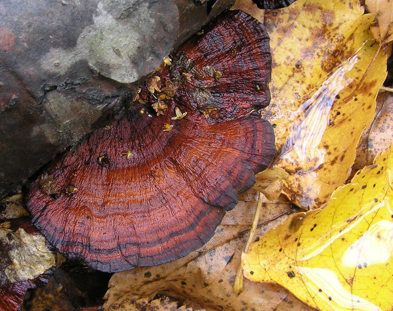 Daedaleopsis tricolor